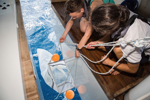 filet manta scientifique pollution plastique